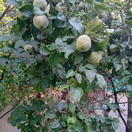 Garsoniera Clara, La Casa *